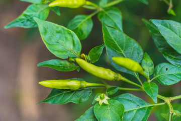 Closeup green peppers growing in the garden