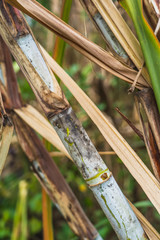 Closeup of sugar cane plantation in the garden