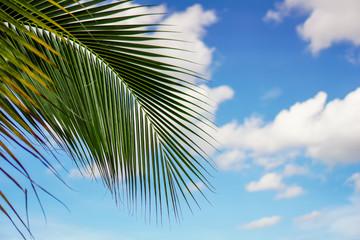 Coconut trees and the sky on a summer vacation