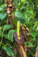 Old banana plantation. Old hollow broken stems (backup) and from