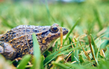 Brown frog on the green grass of the field