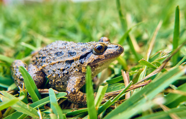 Brown frog on the green grass of the field
