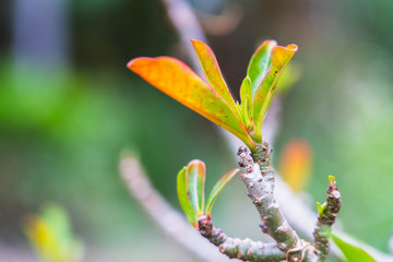 Tropical scion leaf Desert Rose in garden