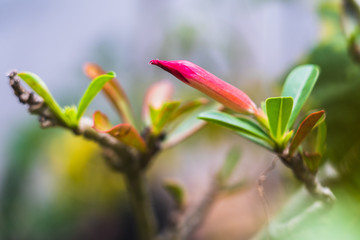 Tropical scion leaf Desert Rose in garden