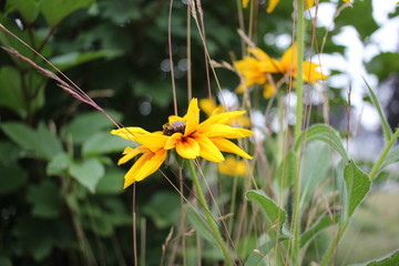 yellow summer wild flowers 