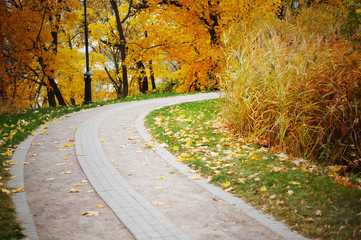 Obraz premium Turning alley in a Park in Fall with Golden Leaves