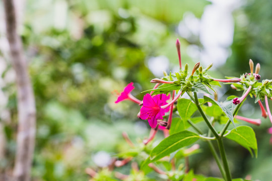Beautify pink mirabilis jalapa in summer garden with blur backgr