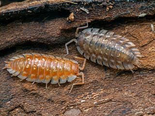 Two specimens of the skirted sowbug, Oniscus asellus, showing the rare, but natural, orange and tan...