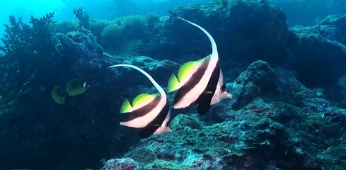 scuba diver and coral reef