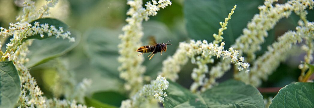 Frelon asiatique en vol - fleur sauvage pr&eacute;dateur abeille - insecte