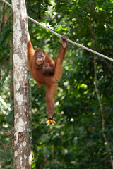 Orangután 04
