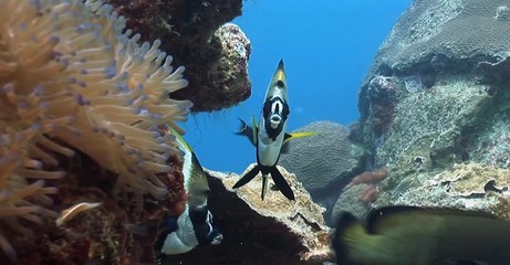scuba diver and coral