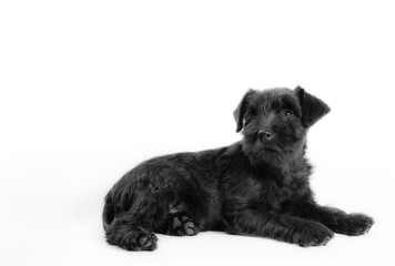 little black puppy breed miniature schnauzer on a white background closeup isolated