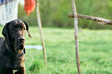 portrait of a dog