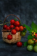 Still life Fresh homegrown cherry tomatoes on dark moody background, selective focus