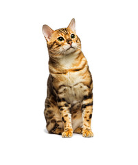 Obraz premium Bengal cat sitting on an isolated white background