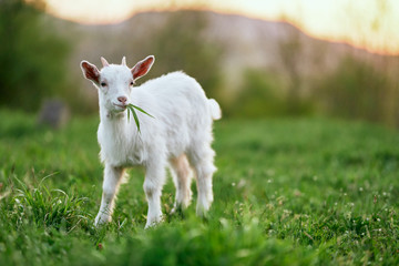 Obraz na płótnie Canvas goat on the meadow