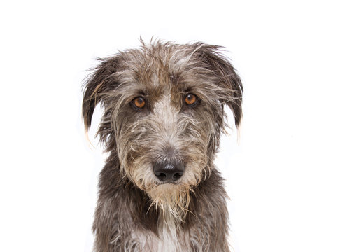 Sad, Angry Or Fear Dog Face Expression. Isolated On White Background.