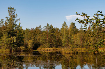 Forest lake with clear brown water on a sunny summer day