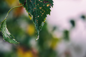 PEARL DROPS ON BIRCH LEAVES - Maybe some rain, maybe morning moisture