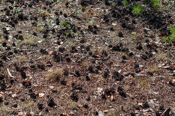 A lot of pine cones on the ground in a pine forest