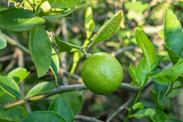 Fresh Lime Growing on The Tree and Green Leaves Background