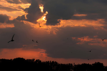 Fototapeta na wymiar A flock of swift birds at dramatic sunset over the forest