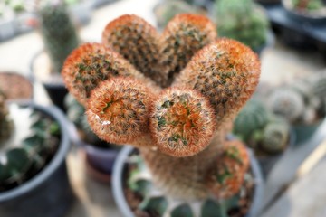 cactus in pot