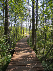Fototapeta na wymiar Ecological trail in the forest - wooden walkways lead to the swamp