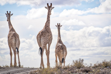 Naklejka na ściany i meble Giraffen Südafrika