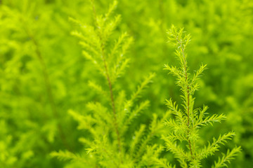 Fototapeta premium Beautiful green and yellow leaves
