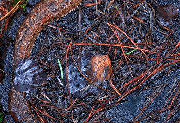 france, chevreuse valley : needles pine and  trunk in forest in autumn