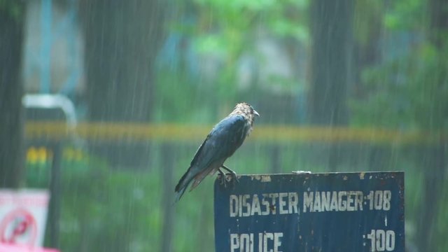 a black crow enjoying due to heavy rain in garden.