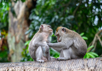 monkeys cleaning each other
