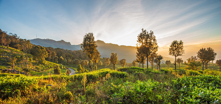  Beautiful green tea plantation in Sri Lanka