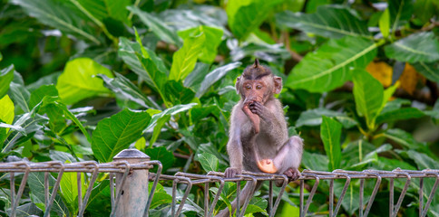 Fototapeta premium monkey eating