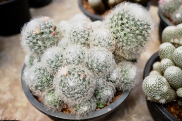 cactus in pot