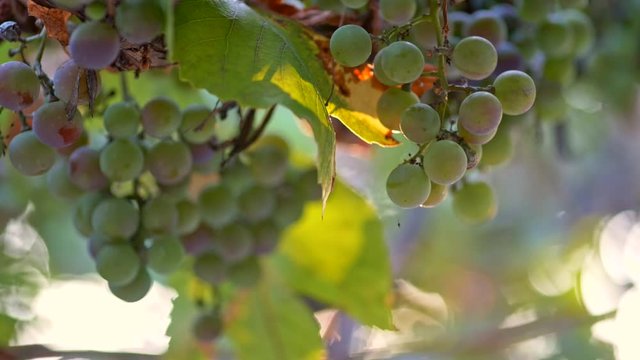 Bunches of green wine grape growing on bush waving in the wind. Slow motion shot