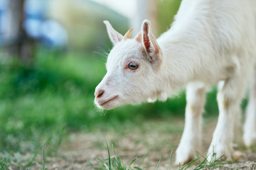 Fototapeta premium goat on the meadow