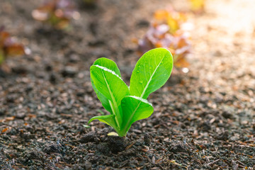 Green lettuce in the vegetable plot