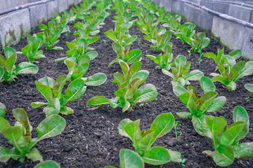 Organic seedlings Green lettuce are in vegetable plots