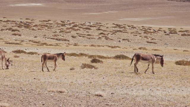 Cute Kiang family walking on deserted landscape at sunny day. Wild Tibetan asses near Tso Kar salt lake. Himalayan mountains range. Nature of extreme altitude. Ladakh, India. Amazing highlands animals