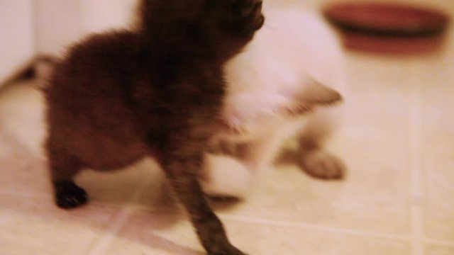 Two scrawny feral kittens that have been rescued after being abandoned by mother, wrestle around. They have feline herpes, which affects their eyes, and they have enlarged bellies from parasites.