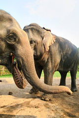 Two Asiatic Elephants in a thailandese village