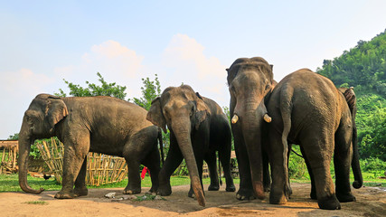 Naklejka na ściany i meble Elephants herd in a thailandese village