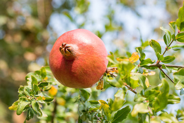 Pomegranate tasty close up