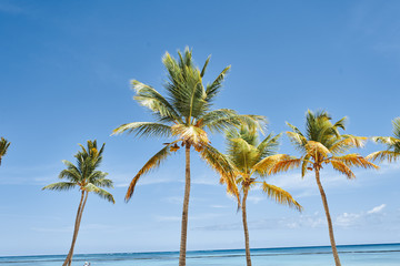Fototapeta na wymiar palm tree on beach