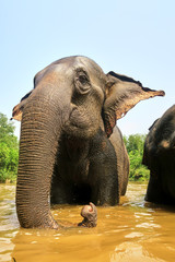Asian Elephant in a river taking a bath