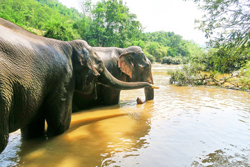 Couple of Asian Elephants in a river taking a bath