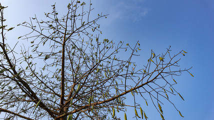 Blue sky that is in the natural state of Indonesia